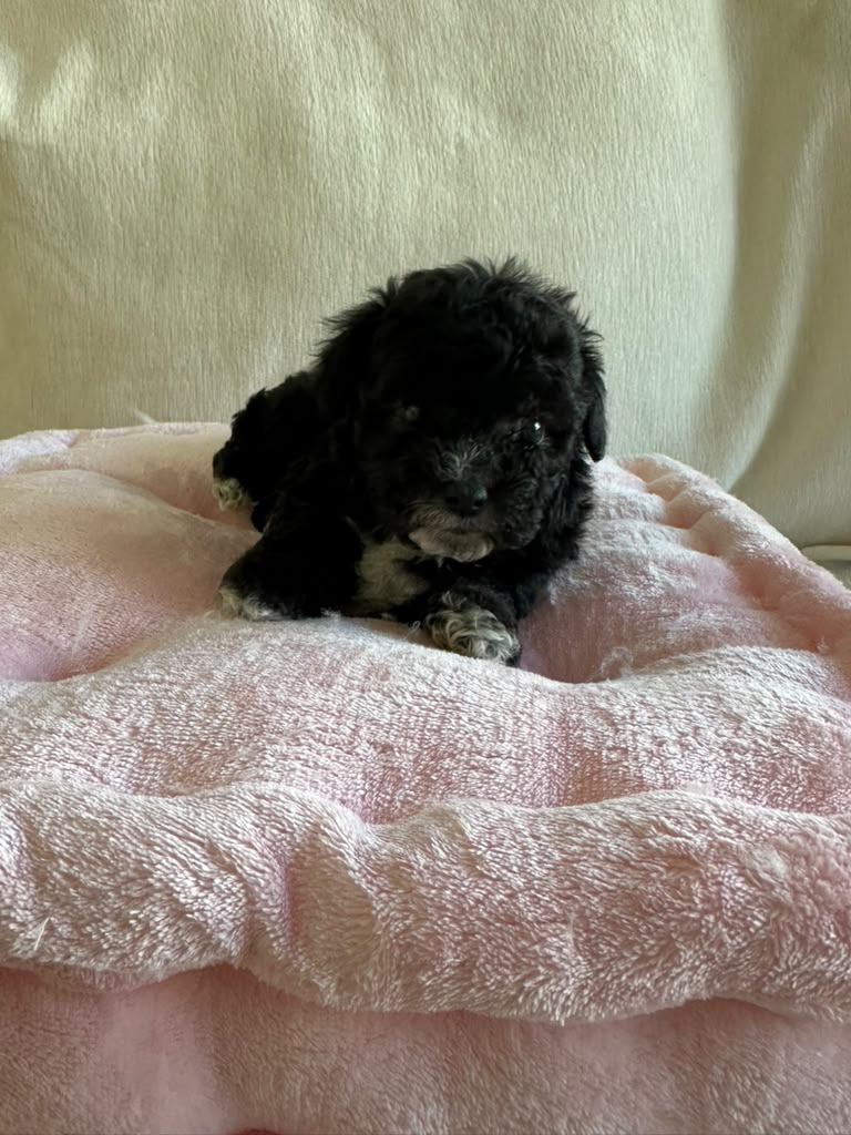 Jade the Maltipoo