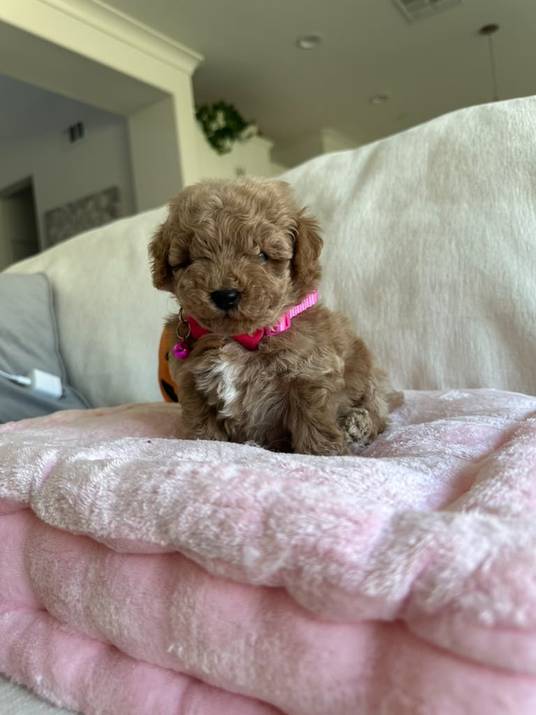 Jade the Poodle
