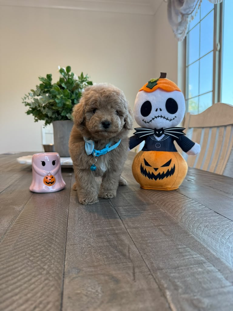 Coffee the Poodle