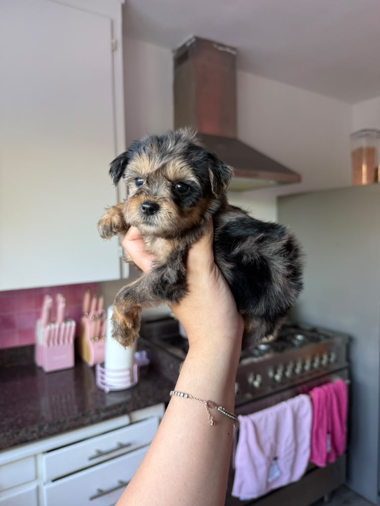 Lovey the Yorkie Poo