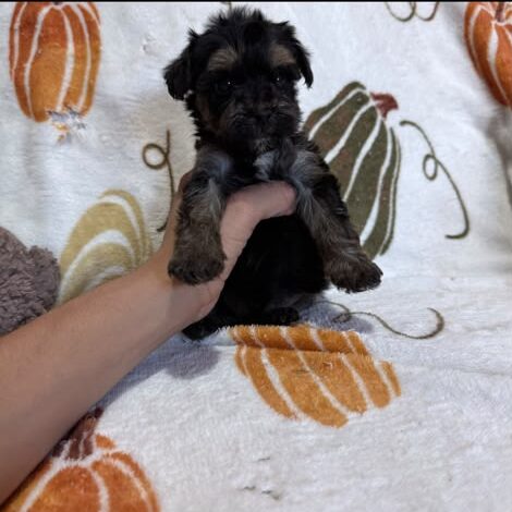 Boo the Yorkie Poo