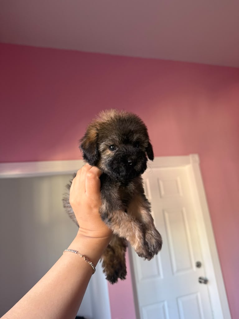 Bruno the Maltipoo