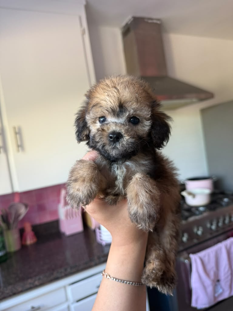 Timmy the Maltipoo